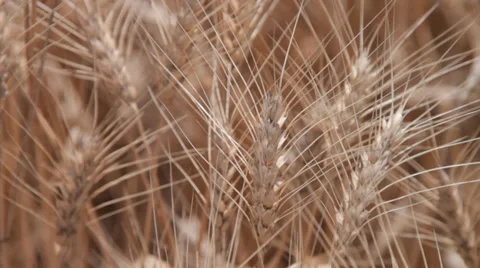 Ears of wheat  Stock Footage 39834479