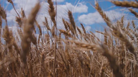 Ears of wheat  Stock Footage 39834480
