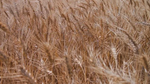 Ears of wheat  Stock Footage 39834491