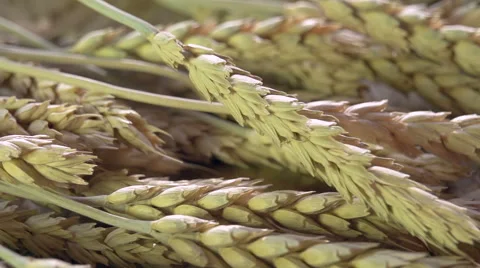 Ears of Wheat Stock Footage 46831315