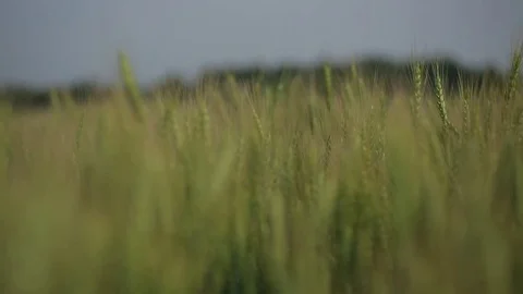 Ears of Wheat Stock Footage 75837497