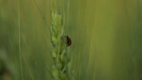 Ears of Wheat Stock Footage 75839384