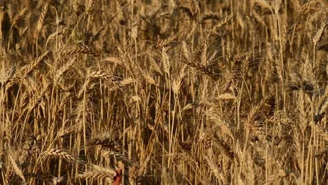 Ears of wheat Stock Footage 79275145