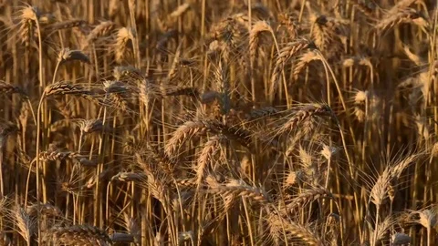 Ears of wheat Stock Footage 79275376