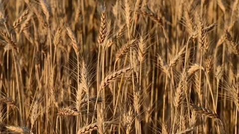 Ears of wheat Stock Footage 79275398