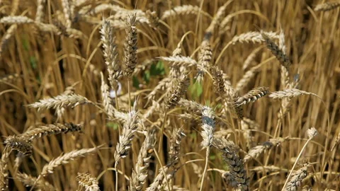 Ears of wheat. Stock Footage 102167576