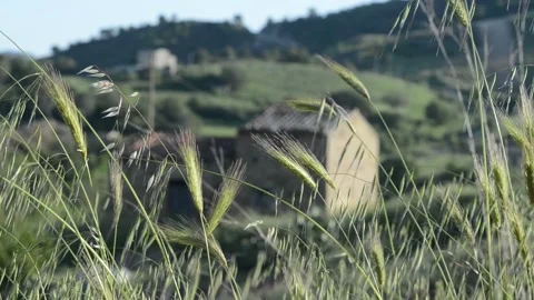 Ears of wheat  Stock Footage 196171892