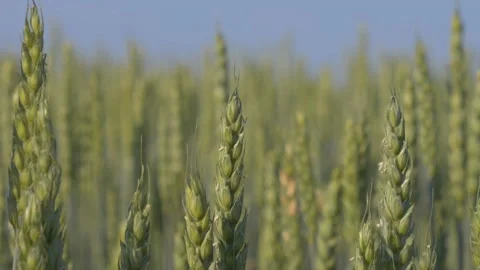 Ears of wheat Stock Footage 201503148