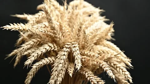 Ears of wheat Stock Footage 278993031