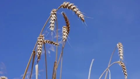 Ears of wheat. Stock Footage 321132909
