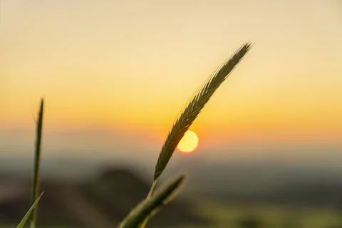 Ears of wheat in the foreground of the sunset Stock Photos