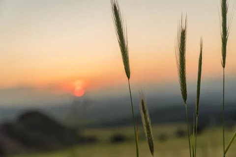 Ears of wheat in the foreground of the sunset Stock Photos