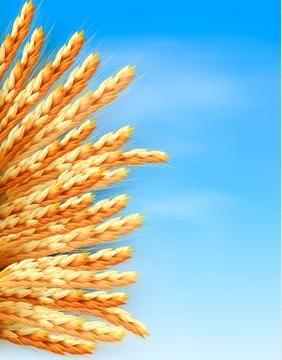 Ears of wheat in front of blue sky. vector illustration. Stock Illustration