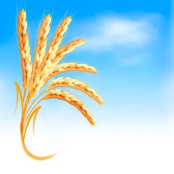 Ears of wheat in front of blue sky. vector illustration. Stock Illustration