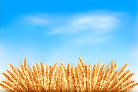 Ears of wheat in front of blue sky. vector illustration. Illustrazione stock