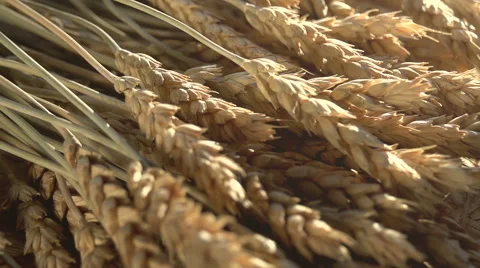 Ears of Wheat, Grain and Flour Vidéo 46984237