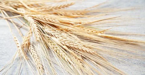 Ears of wheat grains on the white table. Stock Photos