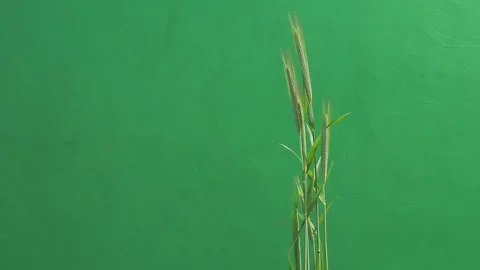 Ears of wheat on a green screen 動画素材 329696374