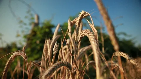 The ears of wheat growing among the vineyard Stock Footage 74449366