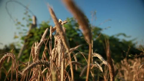 The ears of wheat growing up among the vineyards 1 Stock Footage 74449491