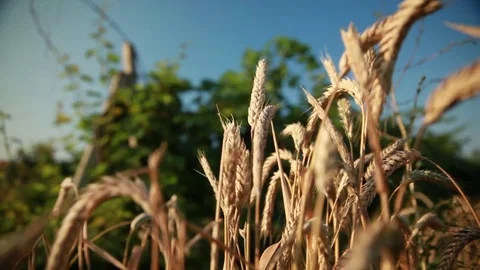 Ears of wheat growing among the vineyards in the backgro Stock Footage 74449545