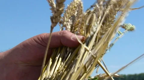 Ears of Wheat in Hand on the Background the Blue Sky. Closeup Stock Footage 62586555