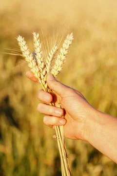 Ears of wheat on hand Stock Photos