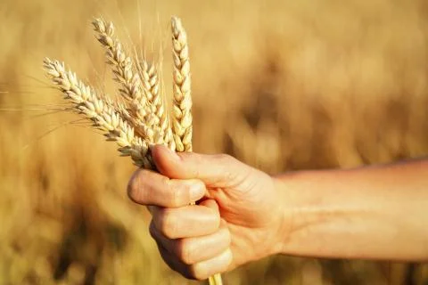 Ears of wheat in hand Stock Photos