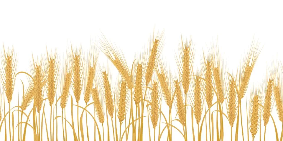Ears of wheat horizontal border seamless pattern Stock Illustration