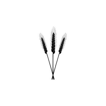 Ears of Wheat icon. vector illustration black on white background Stock Illustration