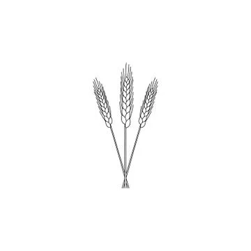 Ears of Wheat icon. vector illustration black on white background Stock Illustration