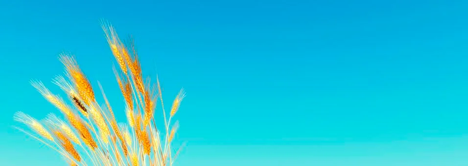 Ears of wheat Stock Illustration