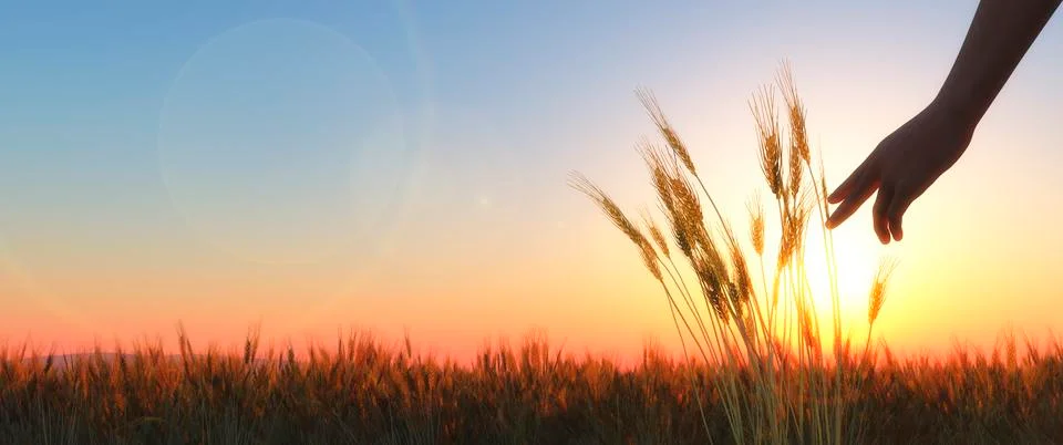 Ears of wheat Stock Illustration