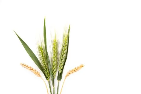 Ears of wheat isolated on white background. Stock Photos