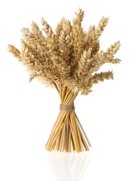 Ears of wheat  isolated on white Stock Photos