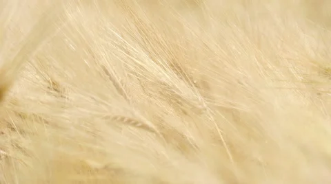 Ears of wheat on a large field 3 Stock-Footage 52485573