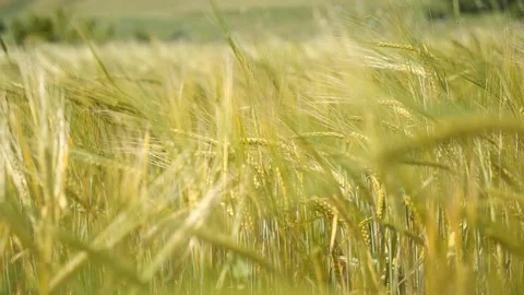 Ears of wheat lean in the wind. Stock Footage 98886861
