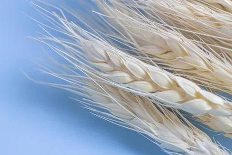 Ears of wheat lie on a blue background. Harvest time, the concept of agricult Stock Photos
