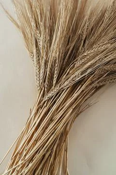 Ears of wheat on a light background Stock Photos