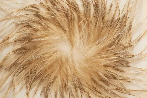 Ears of wheat on a light background Stock Photos