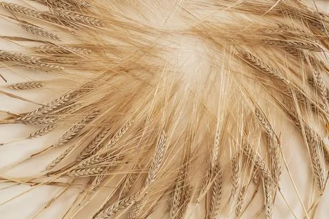 Ears of wheat on a light background Stock Photos