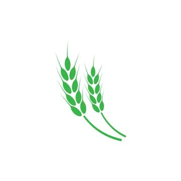 Ears of wheat. Logo. Vector illustration on white isolated background Stock Illustration