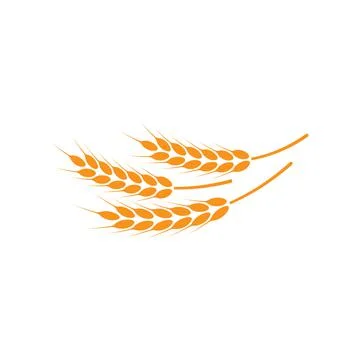 Ears of wheat. Logo. Vector illustration on white isolated background Stock Illustration