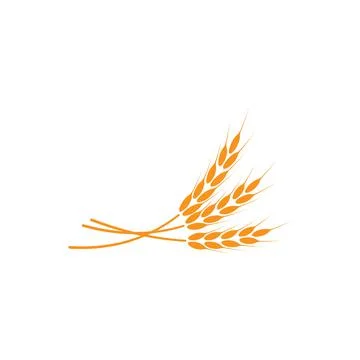 Ears of wheat. Logo. Vector illustration on white isolated background 스톡 일러스트