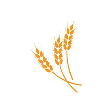 Ears of wheat. Logo. Vector illustration on white isolated background 스톡 일러스트