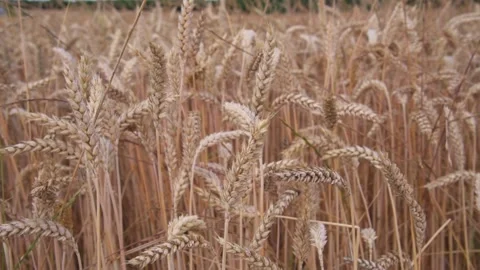 Ears of wheat moved by the wind, close up on blurred background Stock Footage 156677674