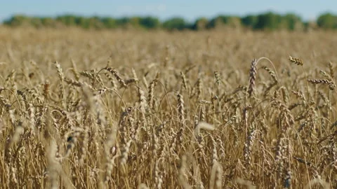 Ears of wheat moved by the wind, natural organic food agriculture Stock Footage 213529138
