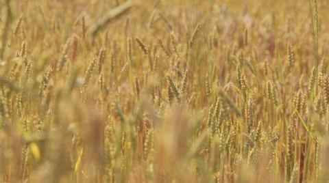 Ears of wheat moving in the wind at sunset Stock Footage 51411552