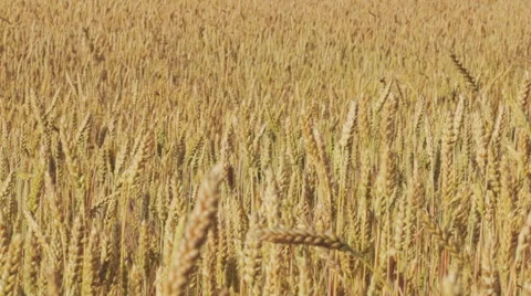 Ears of wheat moving in the wind at sunset Stock Footage 51411619