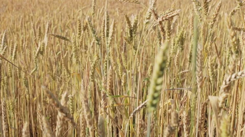Ears of wheat moving in the wind at sunset Stock Footage 51412629